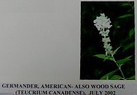 germander.gif