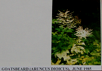 goatsbeard.gif