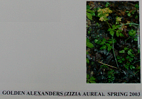 goldenalexanders.gif