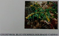 goldenrodbluestemmed.gif