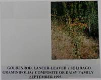 goldenrodlancedleaved.gif