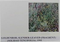 goldenrodslenderleaved.gif