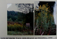 goldenrodtall.gif