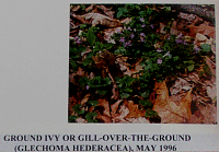 groundivy.gif
