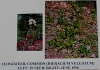 hawkweedcommon.gif