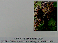 hawkweedpanicled.gif