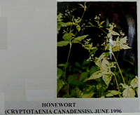 honewort.gif
