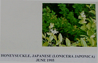honeysucklejapanese.gif