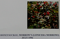 honeysucklemorrows2.gif