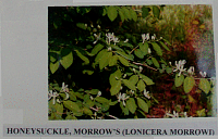 honeysucklemorrows.gif