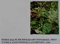 horsebalmrichweed2.gif