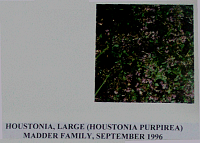 houstonialarge.gif