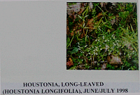 houstonialongleaved.gif