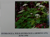 hydrangea.gif