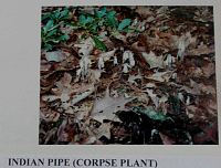 indianpipe.gif