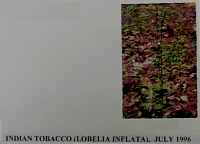 indiantobacco.gif