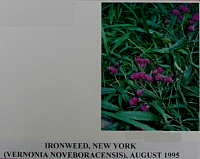 ironweed.gif