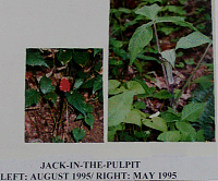 jackinthepulpit.gif