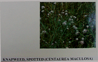 knapweed.gif