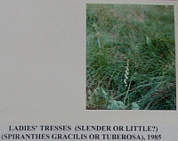 ladiestresses.gif