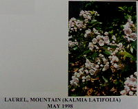 laurelmountain.gif