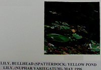 lillybullhead.gif