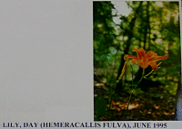 lillyday.gif