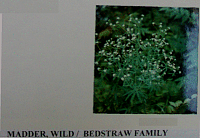 madderwild.gif