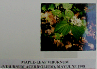 mapleleaf.gif