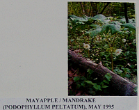 mayapple.gif