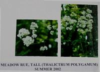 meadowrue.gif