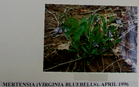 mertensia.gif