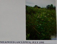 milkweed.gif