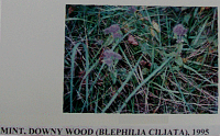 mintdownywood.gif