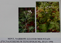 mintnarrowleaved.gif