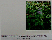mistflower.gif