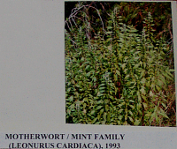 motherwort.gif