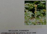 mulleincommon.gif