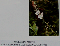 mulleinmoth.gif