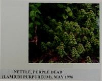 nettlepurple.gif