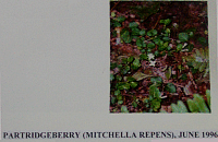 partidgeberry.gif