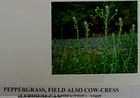 peppergrass.gif