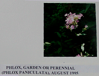 phloxgarden.gif