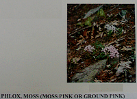 phloxmoss.gif