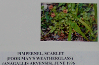 pimpernelscarlet.gif