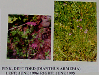 pinkdeptford.gif