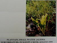 plantainsmallwater.gif