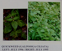 quickweed.gif