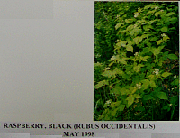 raspberryblack.gif