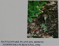 rattlesnakeplantain.gif